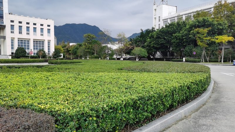 南京百慕大草坪冬季休眠期的养护要点**